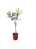 Tropictrees - Japanische Wollmispel - Eriobotrya japonica - 130/150cm - Loquat-Baum - Pflanze - Immergrün - Winterhart