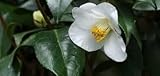 Camellia sinensis - Teepflanze - Echter Teestrauch – Pflanze 15-30cm