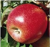 Apfelbaum Jonagold - 150 – 180 cm - Verzweigter Obstbaum - A-Qualität