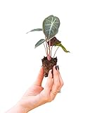 PLNTS - Baby Alocasia Pink Dragon - Zimmerpflanze - Pfeilblätter - Echte Pflanzen für Drinnen - 2cm Stecklinge - Höhe 15cm