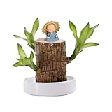 Brasilianische Holzpflanze Mini Brasilien Glücksholz Pflegeleicht Brazilian Wood Hydroponic Lucky Po Wood Brazilian Plant Pflanzen mit