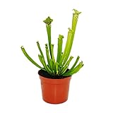 Exotenherz - Schlauchpflanze - Sarracenia leucophylla - Fleischfressende Pflanze - 9cm Topf