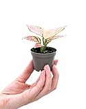 PLNTS - Baby Aglaonema Red Valentine (Kolbenfaden) - Zimmerpflanzen, Pflanzen Echt, Nachhaltige Verpackung - 6cm Topf - Höhe 15cm - Direkt von der Gärtnerei