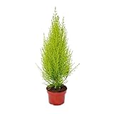 Exotenherz - Zimmerzypresse - Cupressus macrocarpa 'Wilma' - 1 Pflanze - pflegeleicht - luftreinigend - 12cm Topf
