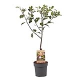 Plant in a Box - Prunus domestica 'Opal' - Pflaumenbaum - Obstbaum - Topf 21cm - Höhe 90-100cm
