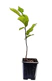 Seedeo® Edelkastanie/Esskastanie (Castanea sativa) Pflanze ca. 30-50 cm hoch Klimabaum