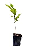 Seedeo® Edelkastanie/Esskastanie (Castanea sativa) Pflanze ca. 30-50 cm hoch Klimabaum