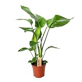 Happy Plants Strelitzia Paradiesvogelblume I 70 cm x ⌀17 cm, Zimmerpflanze groß Strelitzie Grünpflanze Zierpflanze exotisch, echte-Pflanze luftreinigend, frisch aus unserer Gärtnerei (ohne Topf)