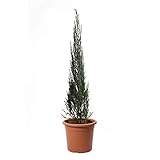 KENTIS - Wacholder Pflanze - Juniperus Virginiana Blue Arrow - Echte Winterharte Pflanzen für Garten - Heckenpflanze - Hoch 60/80 cm Topf Ø 18 cm