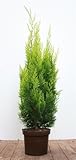 Ivonne Gelbe Scheinzypresse - Chamaecyparis lawsoniana, 60-80cm, Immergrün, Winterhart, Garten-Heckenpflanze