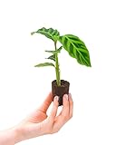 PLNTS - Baby Calathea Zebrina (Gebetspflanze) - Zimmerpflanzen, Pflanzen Echt, Nachhaltige Verpackung - 2cm Stecklinge - Höhe 15cm - Direkt von der Gärtnerei