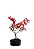 Bonsai DE - Bonsai baum Japanischer Fächerahorn - Acer (Ahorn) bonsai bäume/Japanische Ahorne/baum ist 25-30 cm hoch (Deshojo P12 Rot)