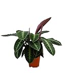 PLNTS - Calathea Warscewiczii (Gebetspflanze) - Zimmerpflanzen, Pflanzen Echt, Nachhaltige Verpackung - 19cm Topf - Höhe 60cm - Direkt von der Gärtnerei