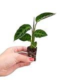 PLNTS - Baby Calathea Warscewiczii - Zimmerpflanze - Gebetspflanze - Echte Pflanzen für Drinnen - 2cm Stecklinge - Höhe 12cm