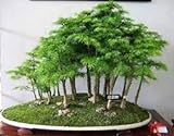 30 Wacholder Bonsai-Baum-Samen Topfblumen Büro Bonsai reinigen die Luft absorbieren schädliche Gase