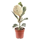 Gummibaum - pflegeleichte Zimmerpflanze, Ficus elastica 'Tineke' - Höhe ca. 50 cm, Topf-Ø 17 cm