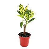 Exotenherz - Mini-Pflanze - Croton - Codiaeum - Wunderstrauch - Ideal für kleine Schalen und Gläser - Baby-Plant im 5,5cm Topf