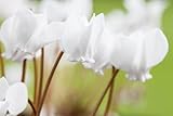 Cyclamen hederifolium 'Album' P 0,5 - Winterhartes Alpenveilchen, Weißblühend, Schattenliebend, Ideal für Garten & Topf