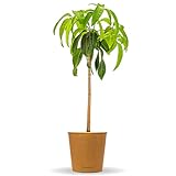 Bloomify® Mangobaum 'Marta' | 90-100 cm hohe selbstfruchtende Mango Pflanze für Kübel oder als Zimmerpflanze | Pflegeleichter Baum & leckere Früchte