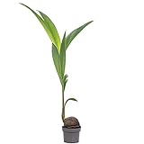 Kokospalme - pflegeleichte Zimmerpflanze, Cocos nucifera - Höhe ca. 100 cm, Topf-Ø 19 cm