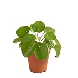 Pfannkuchenpflanze | Pilea 'Peperomioides' pro Stück - Zimmerpflanze im Kinderzimmertopf ⌀12 cm - 10-15 cm