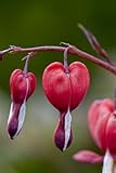Dicentra spectabilis 'Valentine' -R- P 1 | Tränendes Herz Staude | Winterhart & Blühfreudig | Rote Blüten | Gartenpflanze