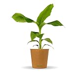 Bloomify® Bananenpflanze 'Bob' | 40 bis 60 cm großer bedingt winterharter Bananenbaum | pflegeleichte Banane Musa Basjoo für Balkon, Terasse oder Garten | Bananen-Früchte sind essbar