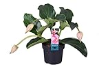 Plant in a Box - Medinilla Magnifica - Rosenmedinilla - Blühende Zimmerpflanze - Topf 17cm - Höhe 40-50cm