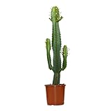 Bloomique - Euphorbia Acrurensis Zimmerpflanze - Kaktus Zimmerpflanzen - Topfpflanzen echt - Grünpflanzen Luftreinigend - Pflanzen Höhe +/- 60cm inkl. Topf Ø17cm - Indoor plants