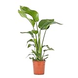 WL Plants Strelitzia Nicolai Zimmerpflanze - Paradiesvogelblume - Exotische Zimmerpflanzen - Topfpflanzen echt - Grünpflanzen Luftreinigend - Pflanzen Höhe +/- 110cm inkl. Topf Ø21cm - Indoor plants