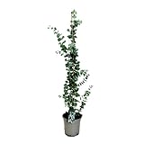 Plant in a Box - Eucalyptus cinerea 'Silver Dollar' - Silberblaugummibaum - Eukalyptus pflanze echt winterhart - Topf 19cm - Höhe 100-110cm