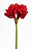 Seidenblumen Roß Amaryllis Real Touch 58cm rot GA Kunstblumen künstlicher Ritterstern Blumen Pflanzen