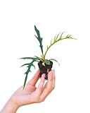 PLNTS - Baby Philodendron Tortum - Zimmerpflanze - Zimmerpflanzen, Pflanzen Echt, Nachhaltige Verpackung -2cm Stecklinge - Höhe 10cm - Direkt von der Gärtnerei