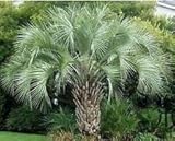 5 PCS Samen von GELEE PALM Butia capitata Nana T36, Schöne Baumsamen