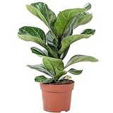 Geigenfeige - pflegeleichte Zimmerpflanze, Ficus Lyrata Bambino - Höhe ca. 35 cm, Topf-Ø 12 cm