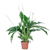 Einblatt 3-5 Blüten/Knospen - pflegeleichte Zimmerpflanze, Spathiphyllum - Höhe ca. 50 cm, Topf-Ø 13 cm