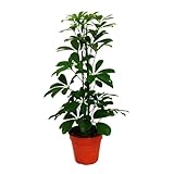 Exotenherz - Strahlenaralie - Schefflera arboricola 'Nora' - grünlaubig - 1 Pflanze - pflegeleichte Zimmerpflanze - luftreinigend- 12cm Topf