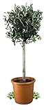 Meine Orangerie Olivenbaum Grande- eleganter Olivenbaum als Hochstamm mit schöner Krone - 110 bis 130 cm - Olea Europaea - Olive Tree - Fruchtreifes Stämmchen in Gärtnerqualität