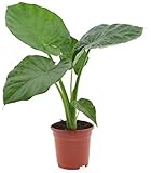 Plant in a Box - Alocasia macrorrhiza - Elefantenohr - Pfeilblatt - Zimmerpflanze - Grüne Zimmerpflanzen - Topf 17cm - Höhe 60-70cm