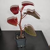 AUSVERKAUF : Terraruien/Zimmerpflanzen : Begonia scabrida