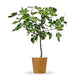 Bloomify® Feigenbaum 'Flavio' | 70 bis 90 cm großer winterharter Feigenbaum | ertragreiche und pflegeleichte Feige für Garten oder Topf | besonders süße, leckere Früchte