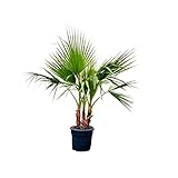 Tropictrees - Washingtonia Robusta - Mexikanische Washingtoniapalme - Palme -130-150 cm - Multistamm - Immergrün