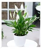 BALDUR Garten Spathiphyllum, 1 Pflanze, Luftreinigende Zimmerpflanze, unterstützt das Raumklima, blühende Zimmerpflanze Einblatt, mehrjährig - frostfrei halten, Spathiphyllum wallisii