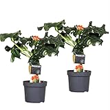 Plant in a Box - Jatropha Podagrica - 2er Set - Gichtkraut - Topf 13cm - Höhe 25-45cm - Tropische Zimmerpflanze