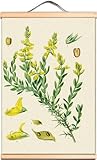 Leguminosae Rustikale Pflanzen-Atlas-Poster, Holzkunst-Wandtafel, charmantes Schriftrollgemälde für Wanddekoration (Genista germanica, 60 x 90 cm)