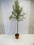 [Palmenlager] XXL Olivenbaum/Olea europea 200 cm Hochstamm mit breiter Krone
