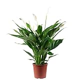 Einblatt 4-8 Blüten/Knospen - echte Zimmerpflanze, Spathiphyllum - Höhe ca. 70 cm, Topf-Ø 17 cm