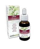 Larch oder Lärche (Larix decidua) Bach-Blüten Naturalma - Tropfen 30 ml - Alkoholfreier Flüssigextrakt - Blütenessenzen - Vegan und alkoholfrei