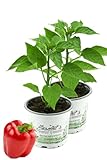 2er Set Rote Blockpaprika 'Indired F1' im 12cm Topf, frische Paprika Pflanze, Paprikapflanzen F1 Sorten