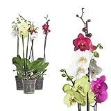 3x echte Phalaenopsis Orchideen 2 Triebe - 50 bis 70cm groß - Schmetterlingsorchidee wunderschöne blühende Tischpflanzen Blumen Geschenkset Naturprodukt